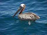 Galapagos 6-2-03 Bartolome Pelican Brown pelicans are found throughout the Galapagos Islands, skimming over the water, plunge-diving, and resting in mangrove trees. This brown pelican was floating next to the Eden.